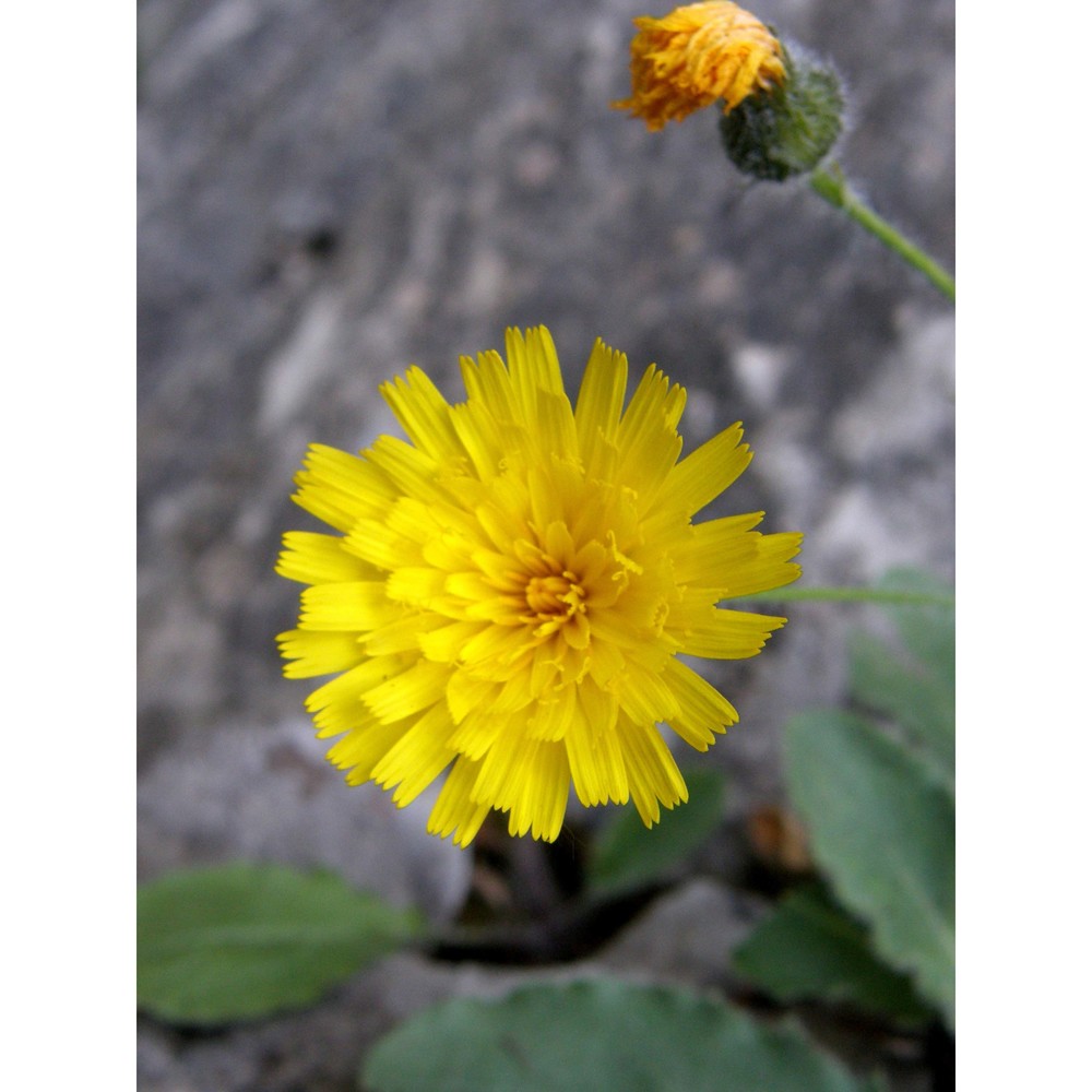 hieracium bornetii burnat et gremli