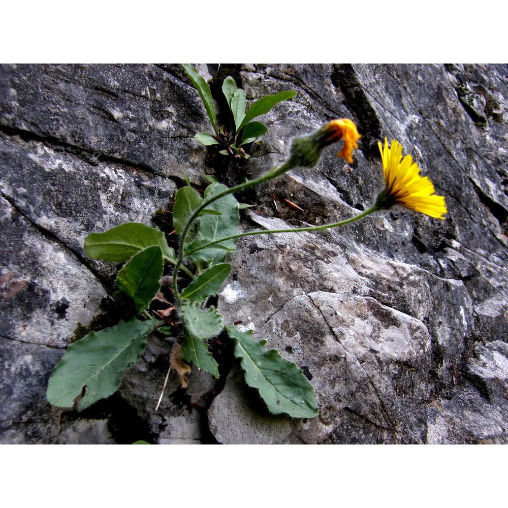 hieracium bornetii burnat et gremli