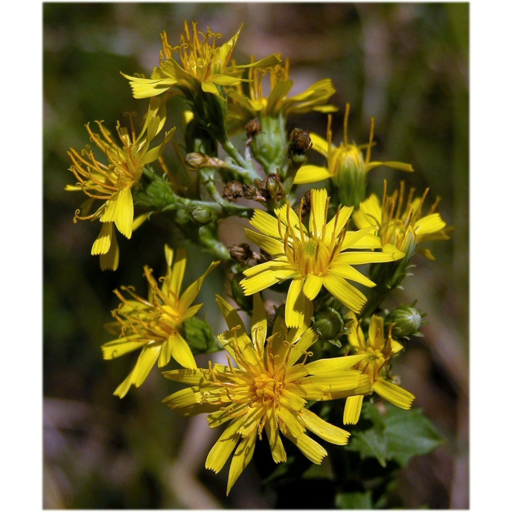 hieracium brevifolium tausch