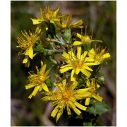 hieracium brevifolium tausch