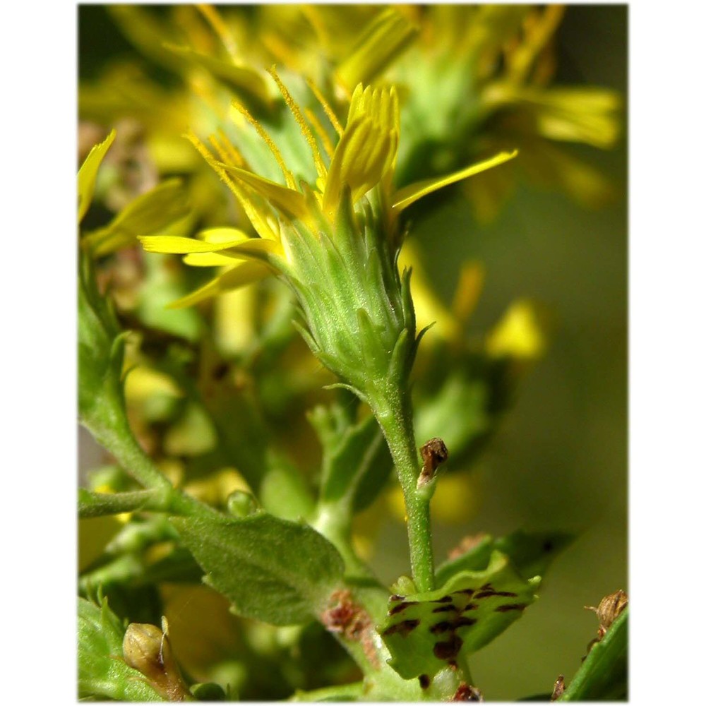 hieracium brevifolium tausch