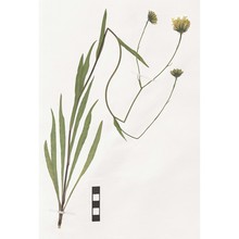 hieracium bupleuroides c. c. gmel.