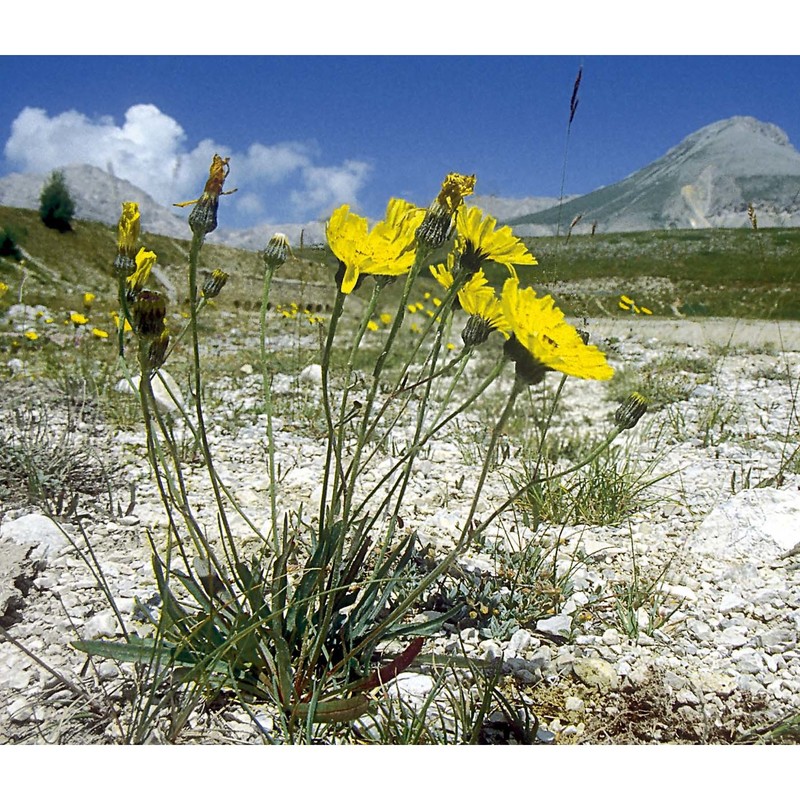 hieracium bupleuroides c. c. gmel.