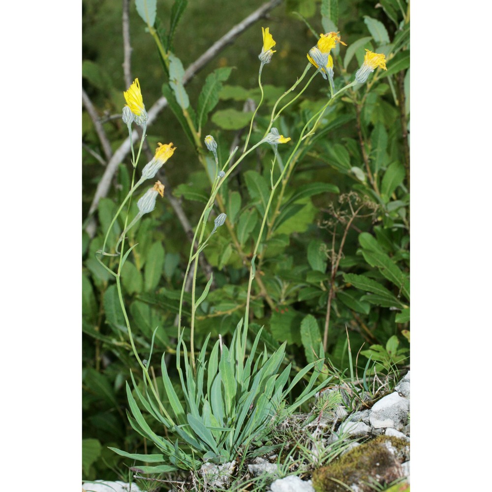 hieracium bupleuroides c. c. gmel.