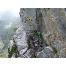 hieracium burnatii arv.-touv.