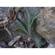 hieracium burnatii arv.-touv.