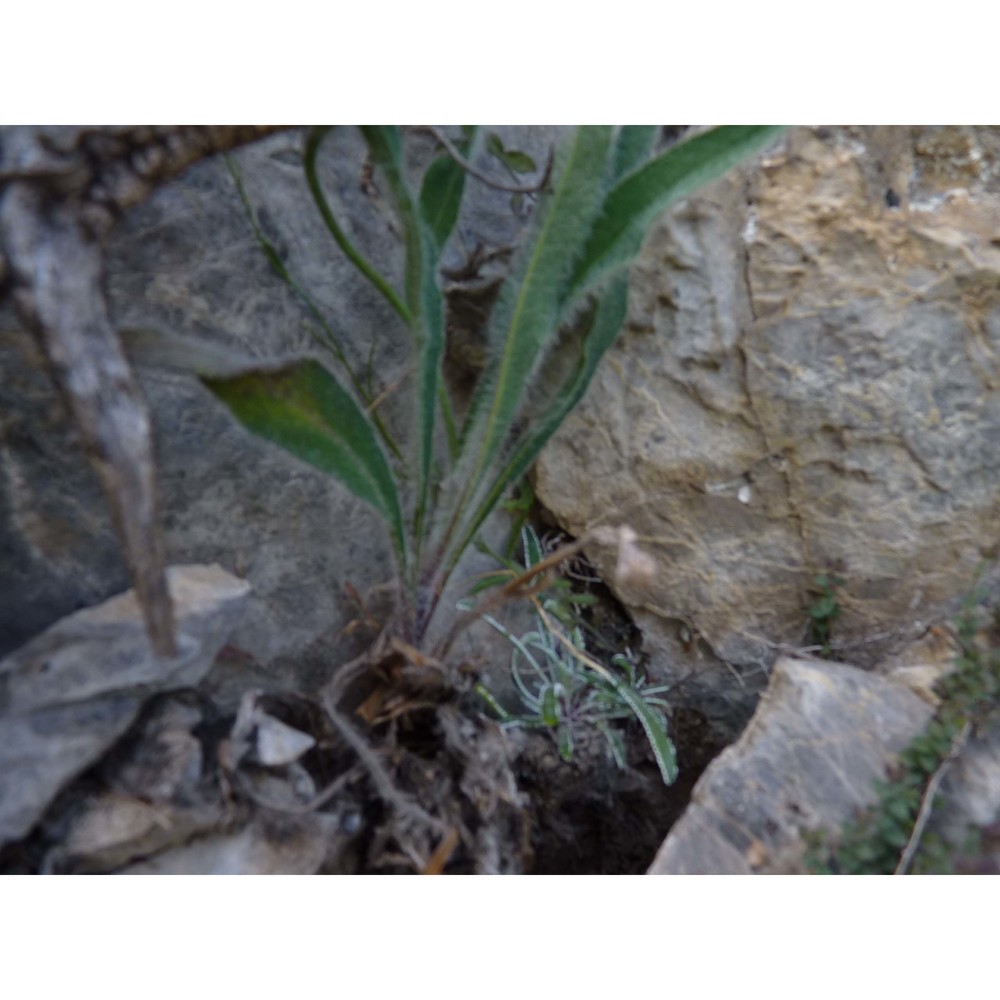 hieracium burnatii arv.-touv.