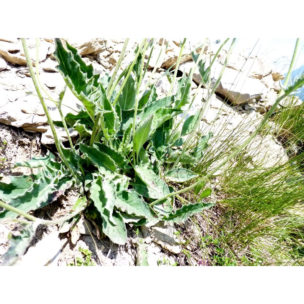 hieracium caesioides arv.-touv.