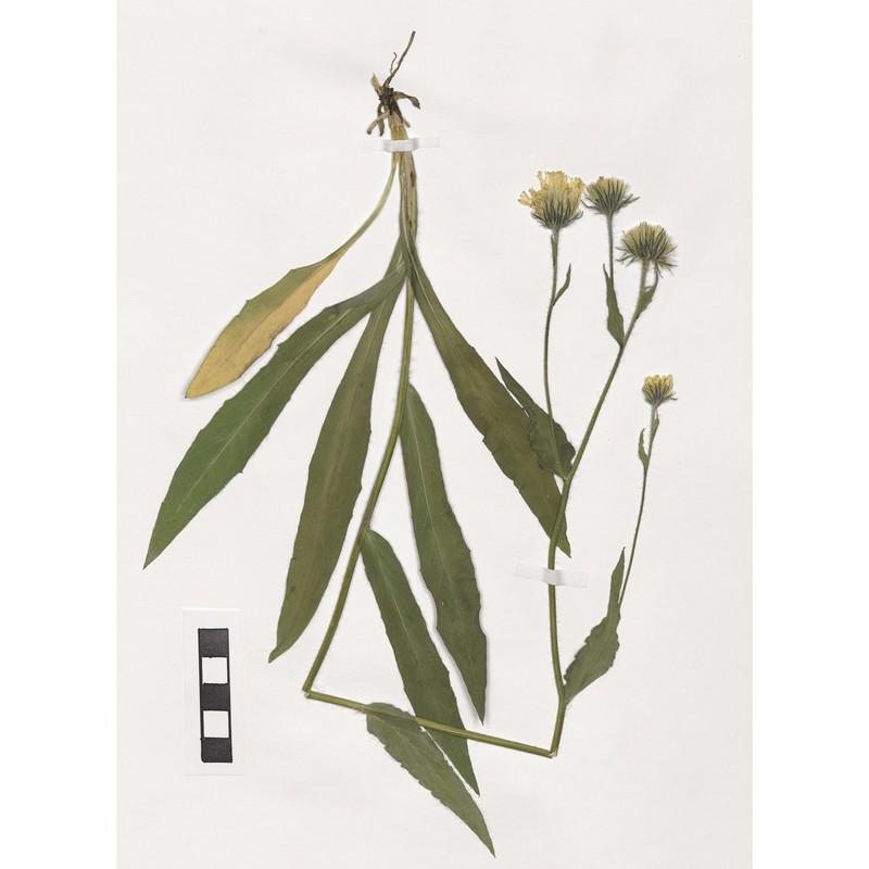 hieracium chlorifolium arv.-touv.