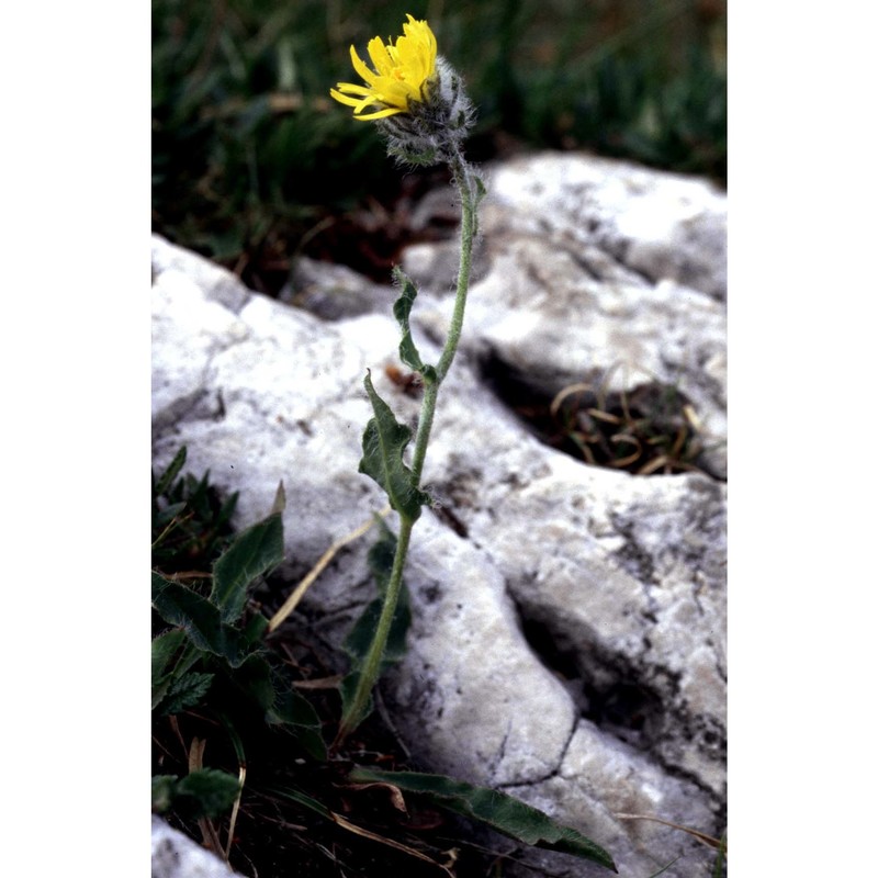 hieracium chlorifolium arv.-touv.