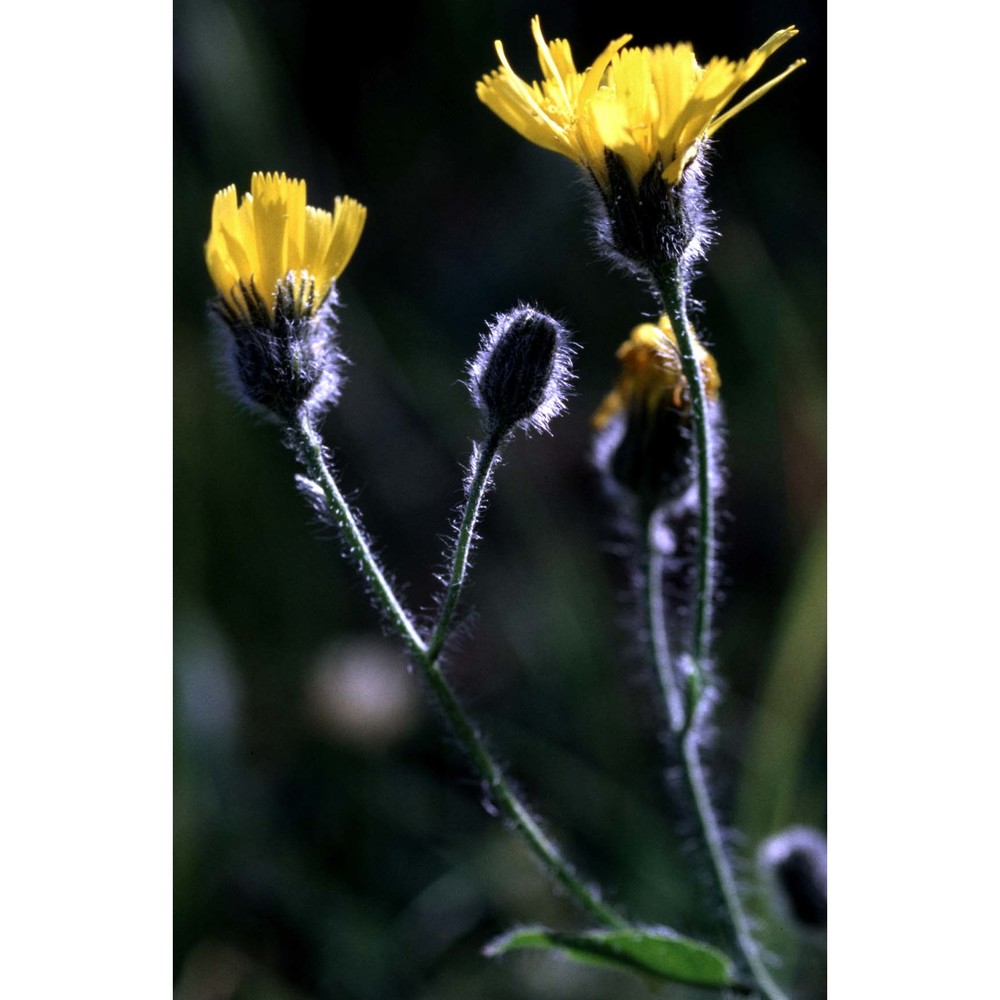 hieracium chondrillifolium fr.