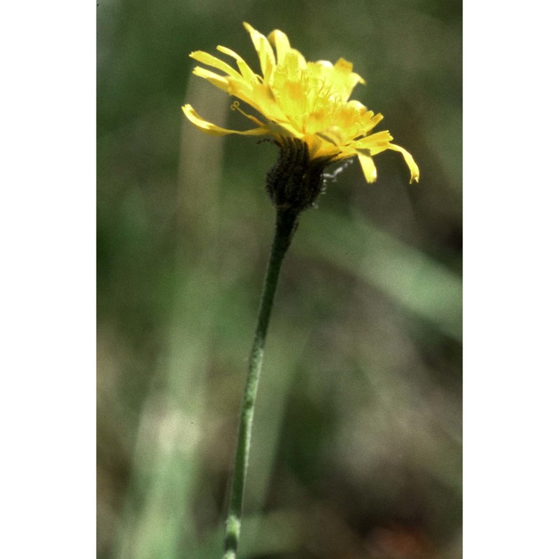 hieracium cirritum arv.-touv.