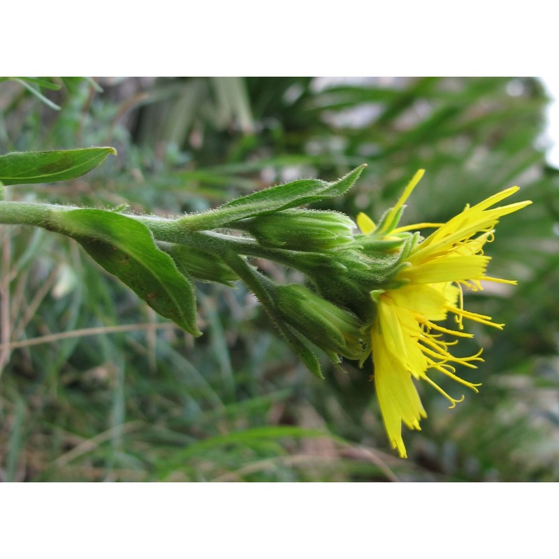 hieracium cophanense lojac.