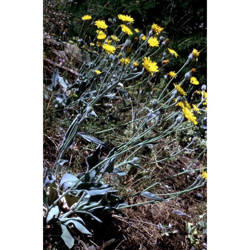 hieracium coronariifolium arv.-touv.