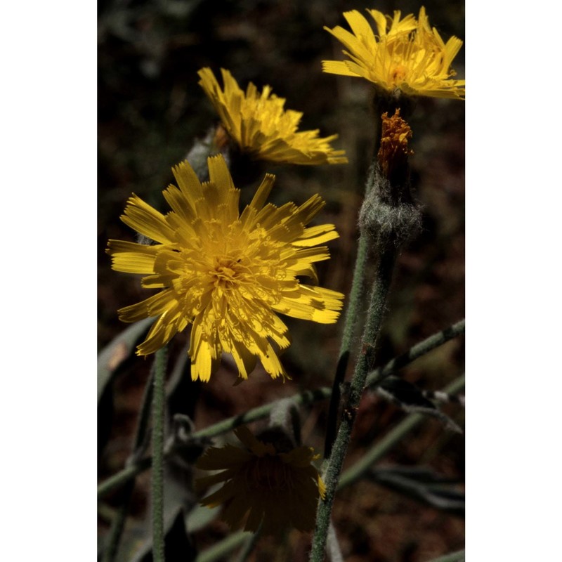 hieracium coronariifolium arv.-touv.