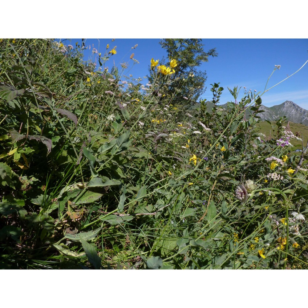 hieracium cydoniifolium vill.