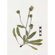 hieracium dasytrichum arv.-touv.