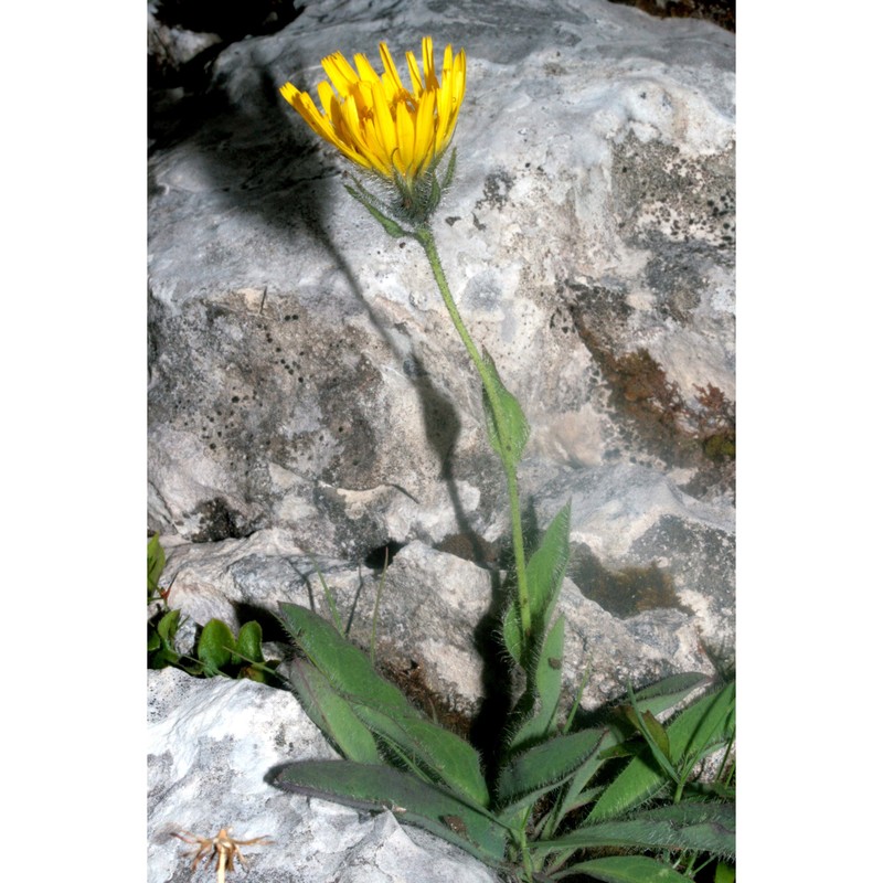 hieracium dentatum hoppe