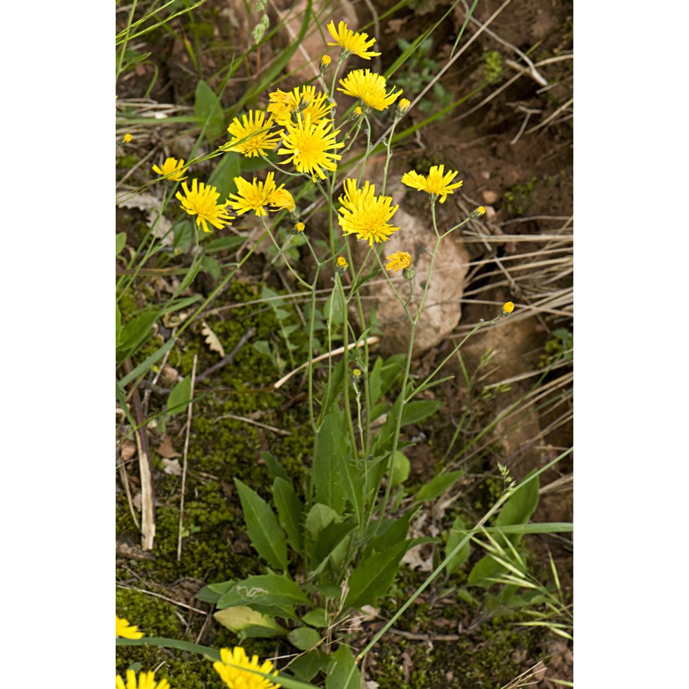 hieracium tephropogon zahn