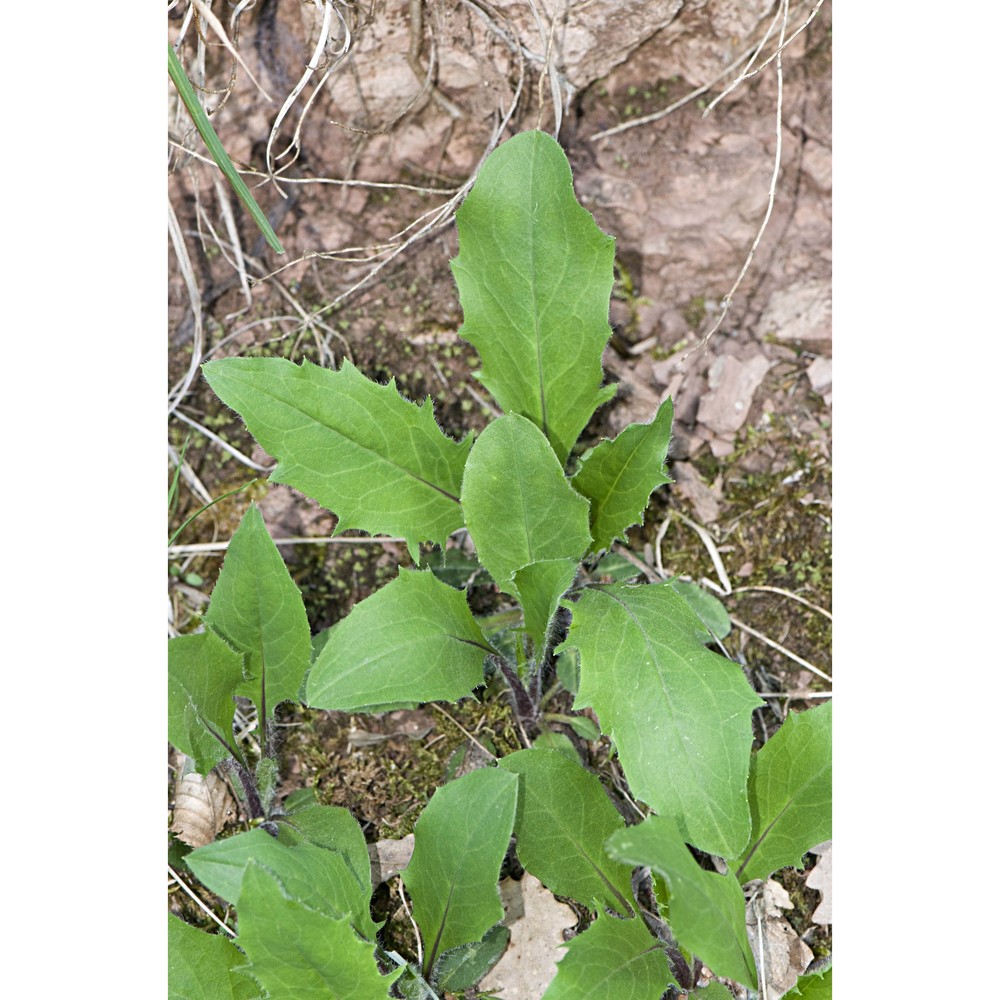 hieracium tephropogon zahn