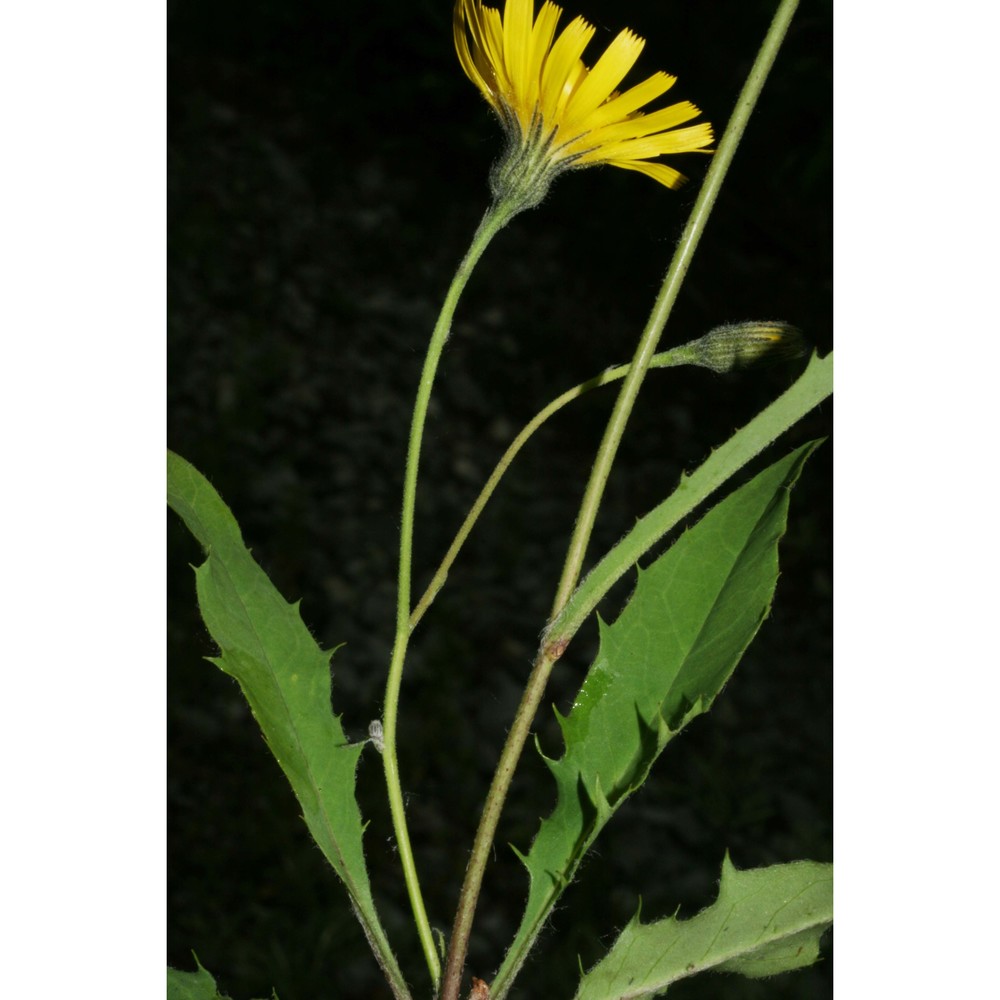 hieracium dollineri sch. bip. ex neilr.