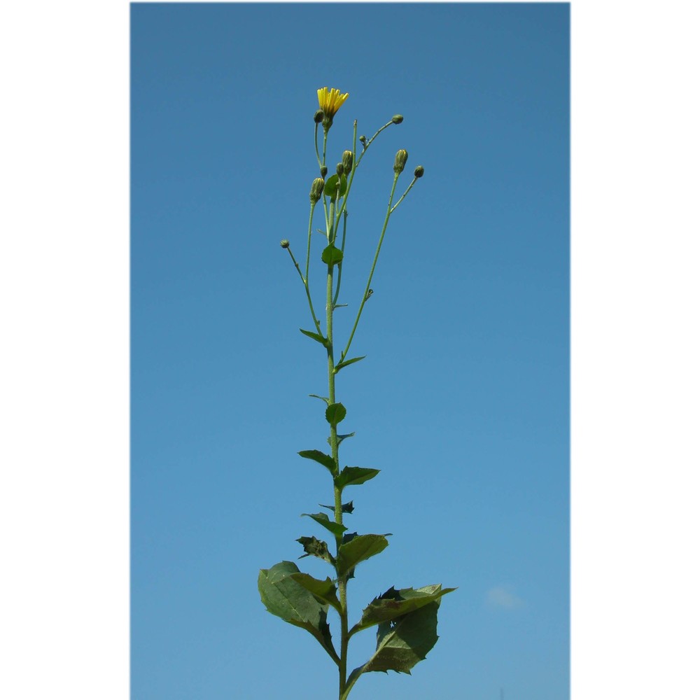 hieracium pospichalii zahn