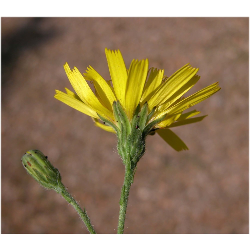 hieracium pospichalii zahn