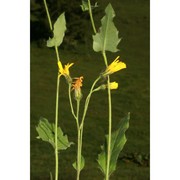 hieracium duronense gottschl.