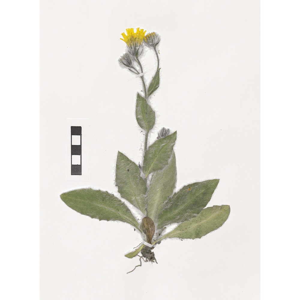 hieracium erioleucum zahn