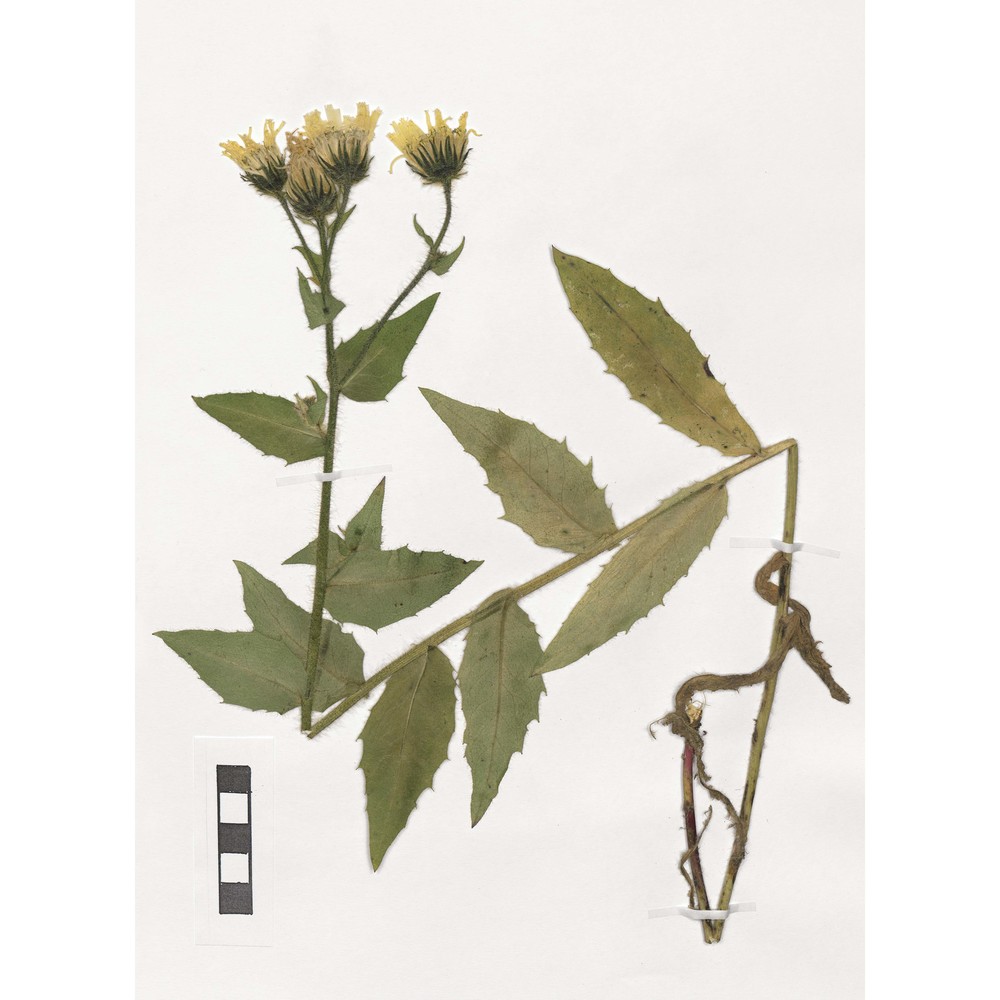 hieracium fastuosum zahn