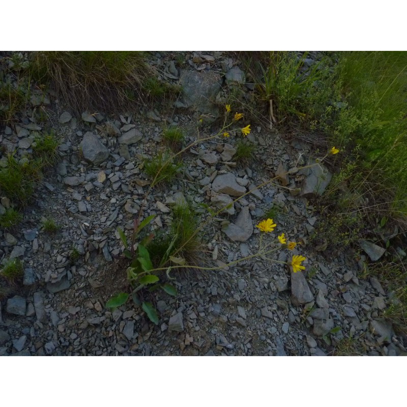 hieracium froelichianum h. buek