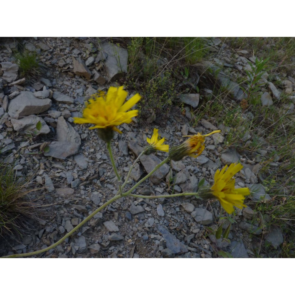 hieracium froelichianum h. buek