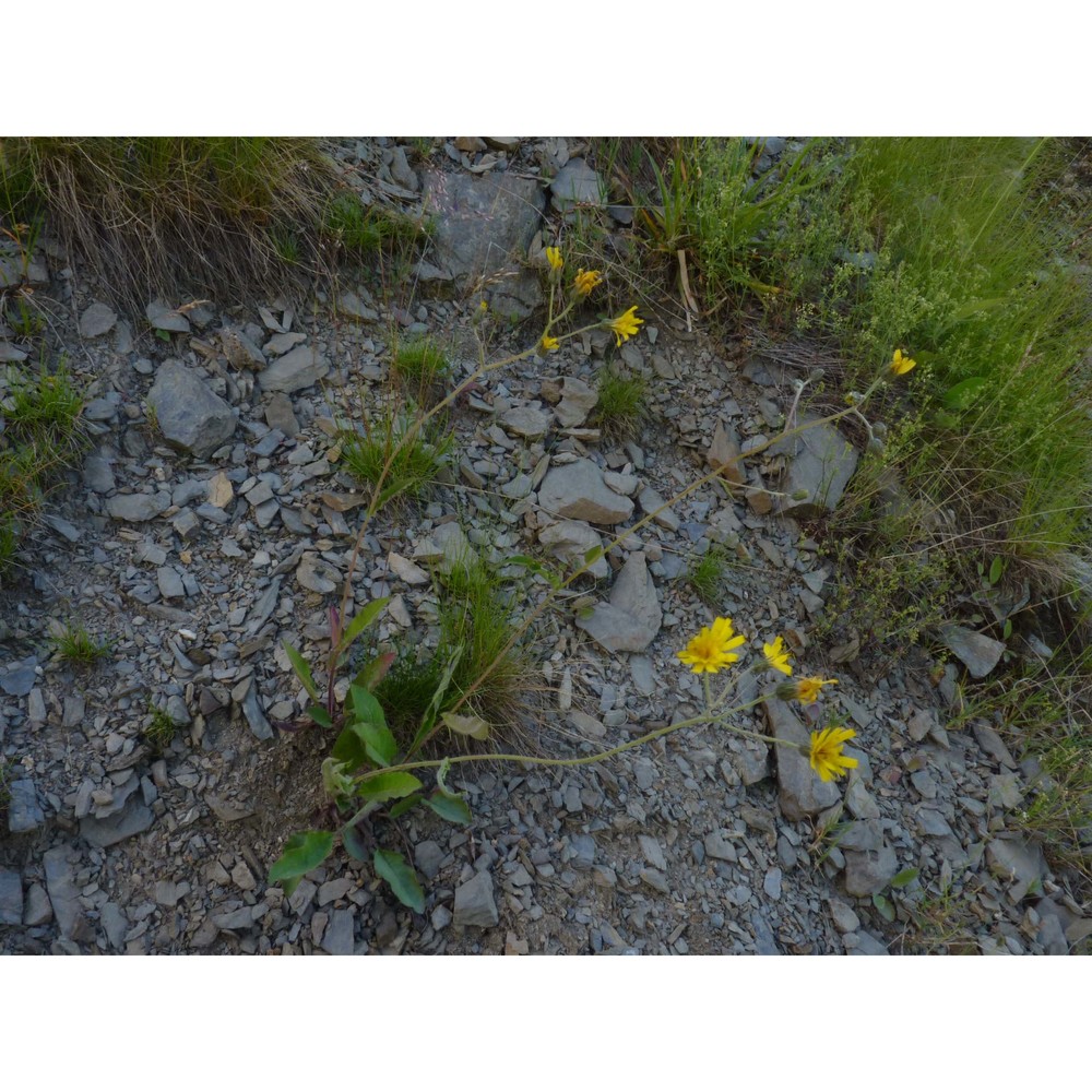 hieracium froelichianum h. buek