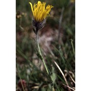 hieracium glabratum hoppe ex willd.