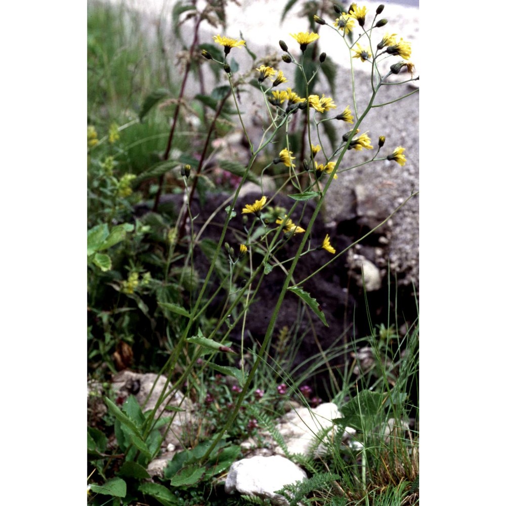 hieracium glaucinum jord.