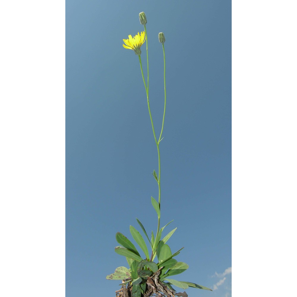 hieracium glaucum all.