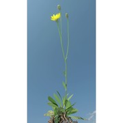 hieracium glaucum all.