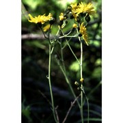 hieracium grovesianum arv.-touv. ex belli