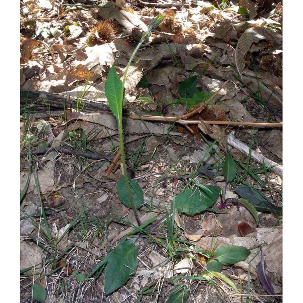 hieracium grovesianum arv.-touv. ex belli