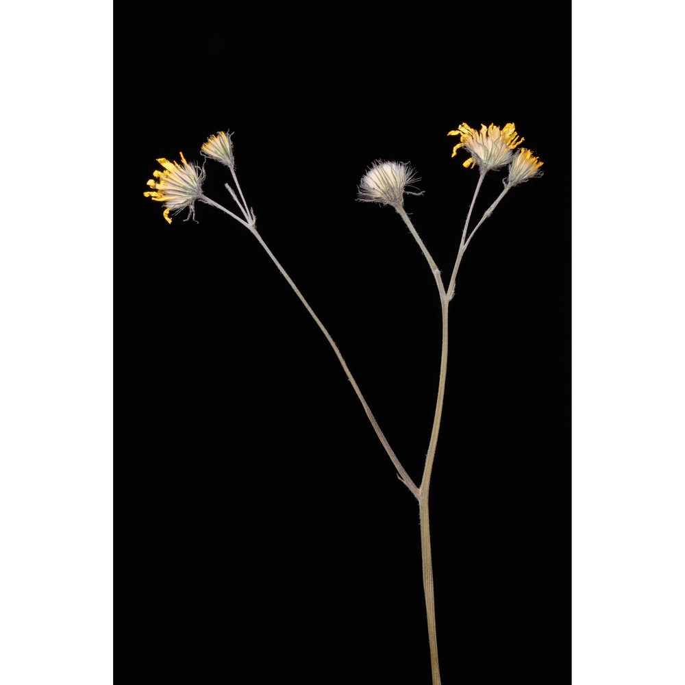 hieracium hypochoeroides gibson