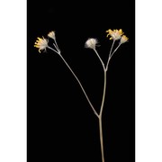 hieracium hypochoeroides gibson