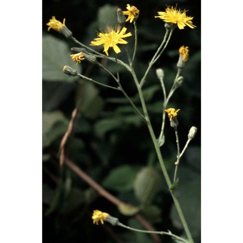 hieracium inuloides tausch