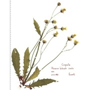 hieracium lachenalii suter