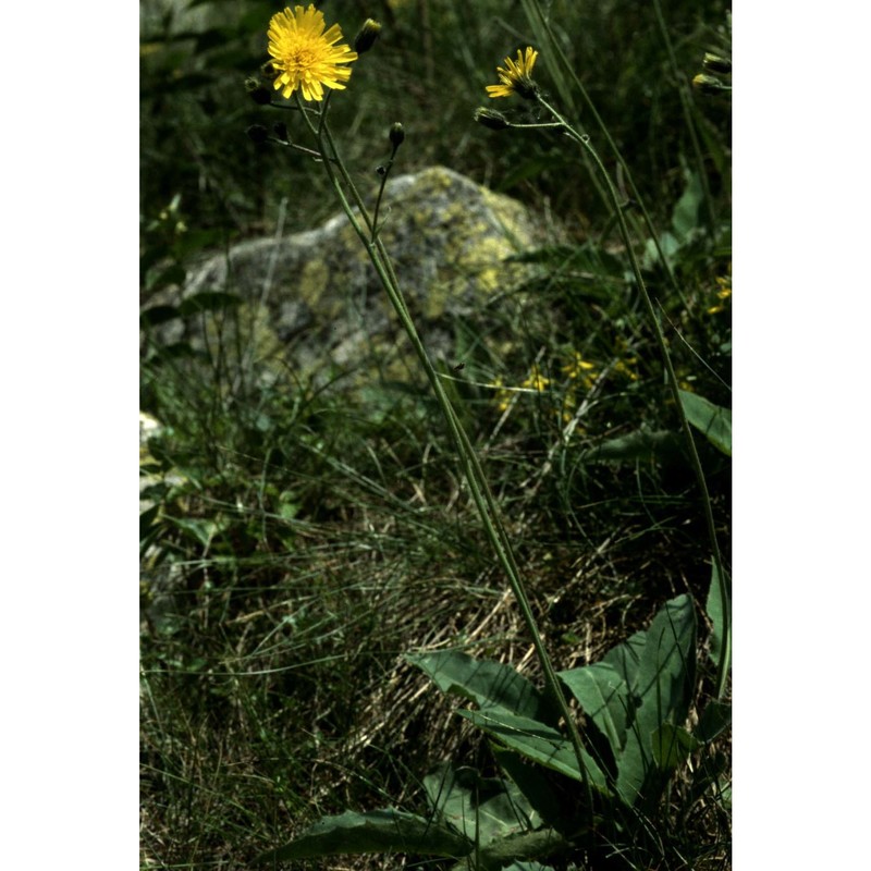 hieracium lachenalii suter