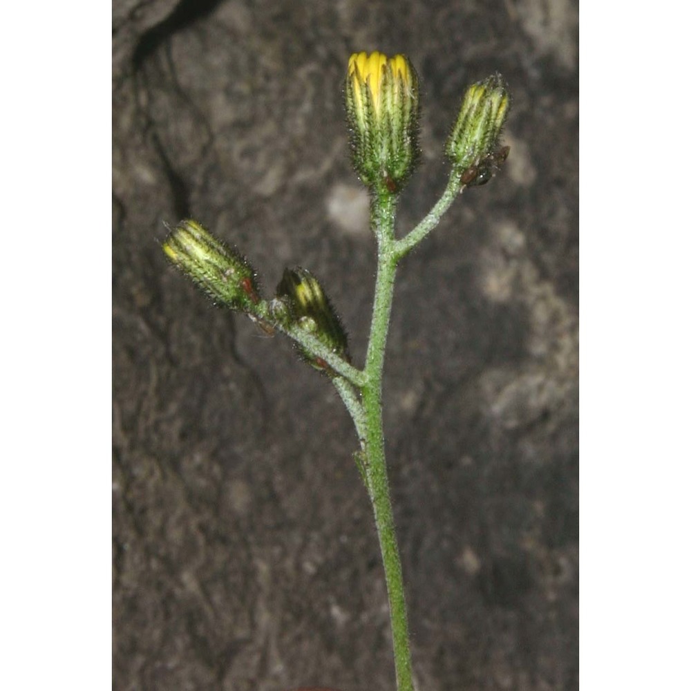 hieracium lachenalii suter