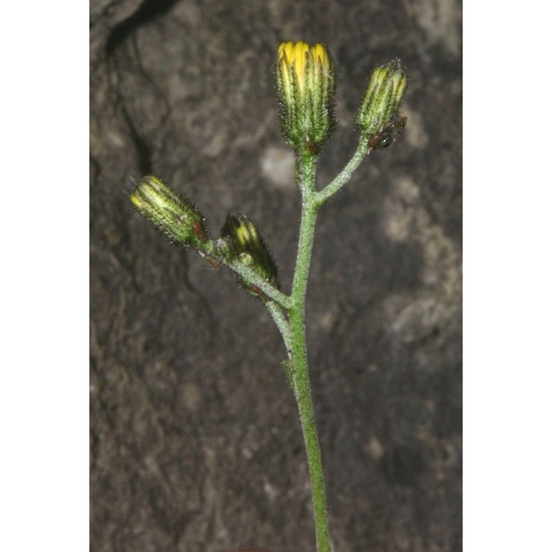 hieracium lachenalii suter