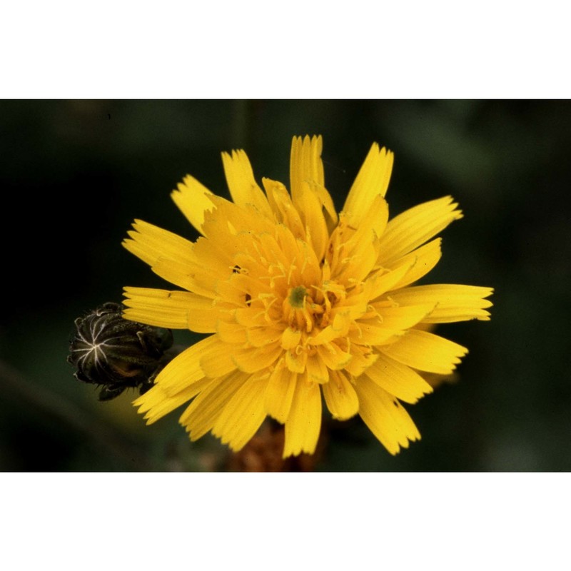 hieracium laevigatum willd.