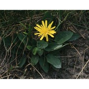 hieracium lawsonii vill.