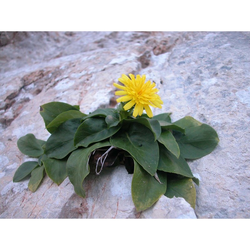 hieracium lucidum guss.