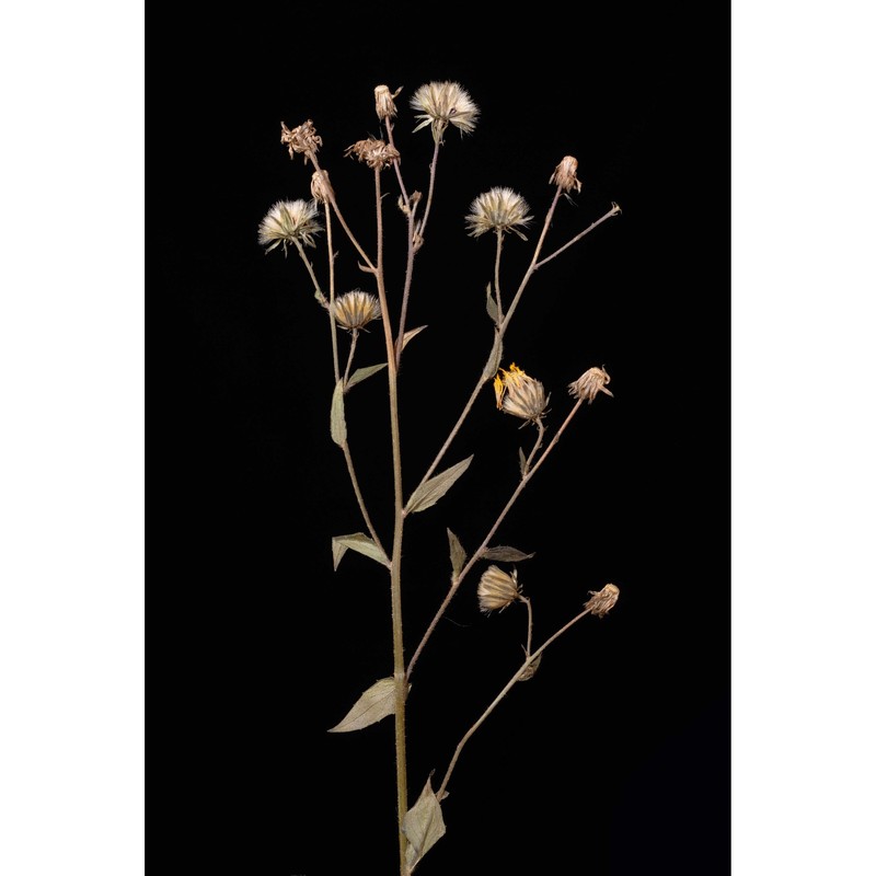 hieracium lycopifolium froel.